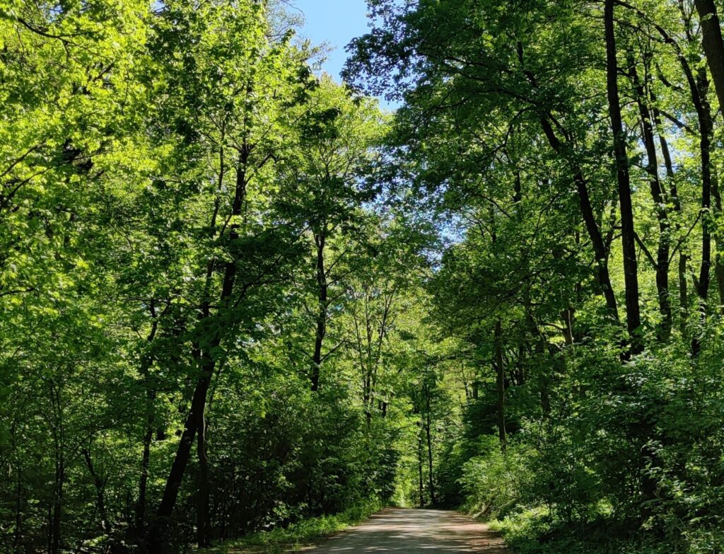 Passend zu Umweltaussagen zeigt das Bild einen Wald mit Bäumen